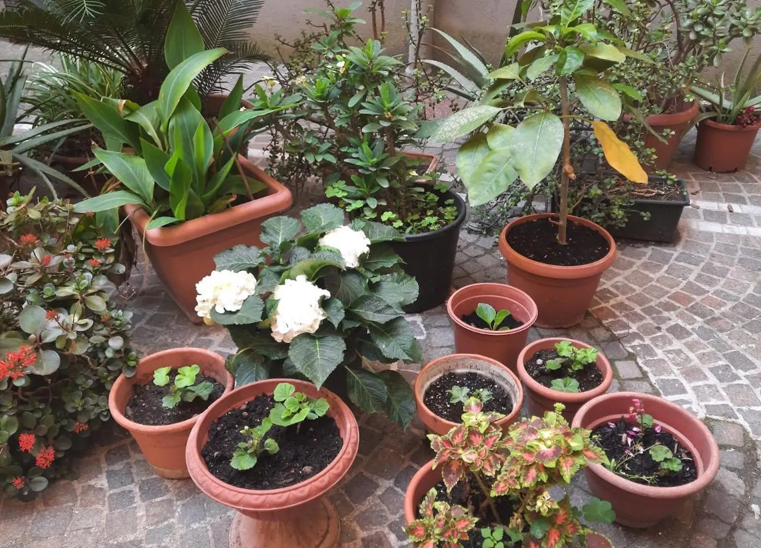 Apartment Ampio Appartamento In Centro Naples